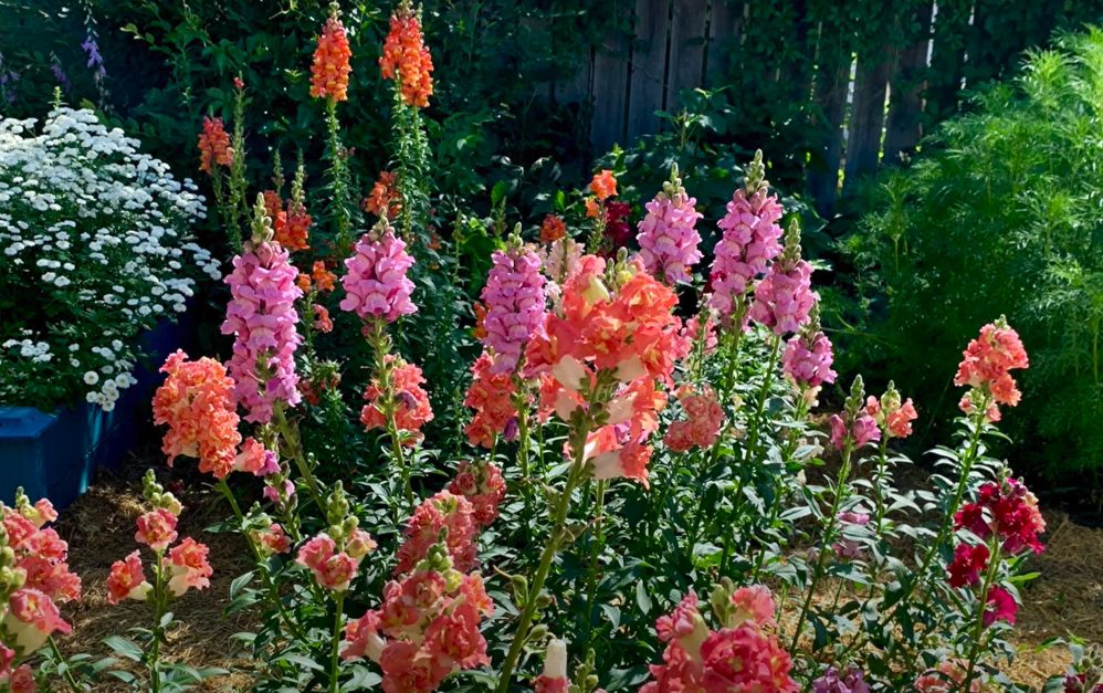 pink and coral snapdragons in a garden
