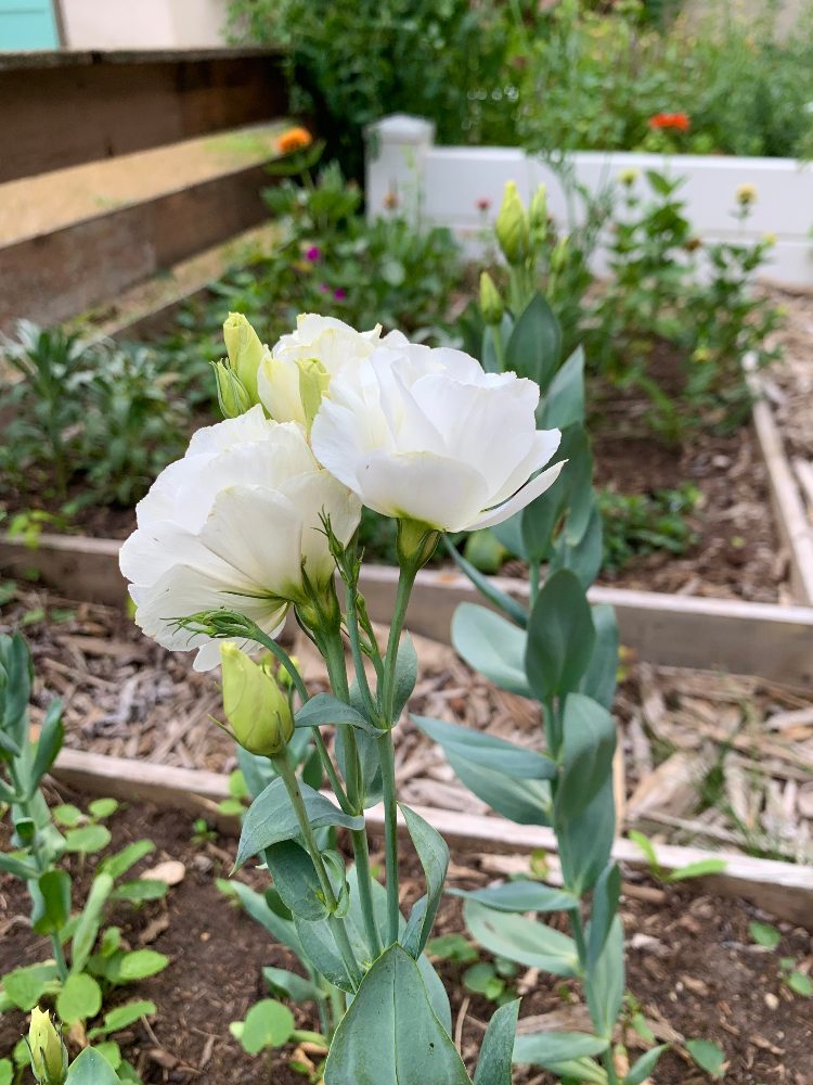 two white lisanthus flowers in full bloom