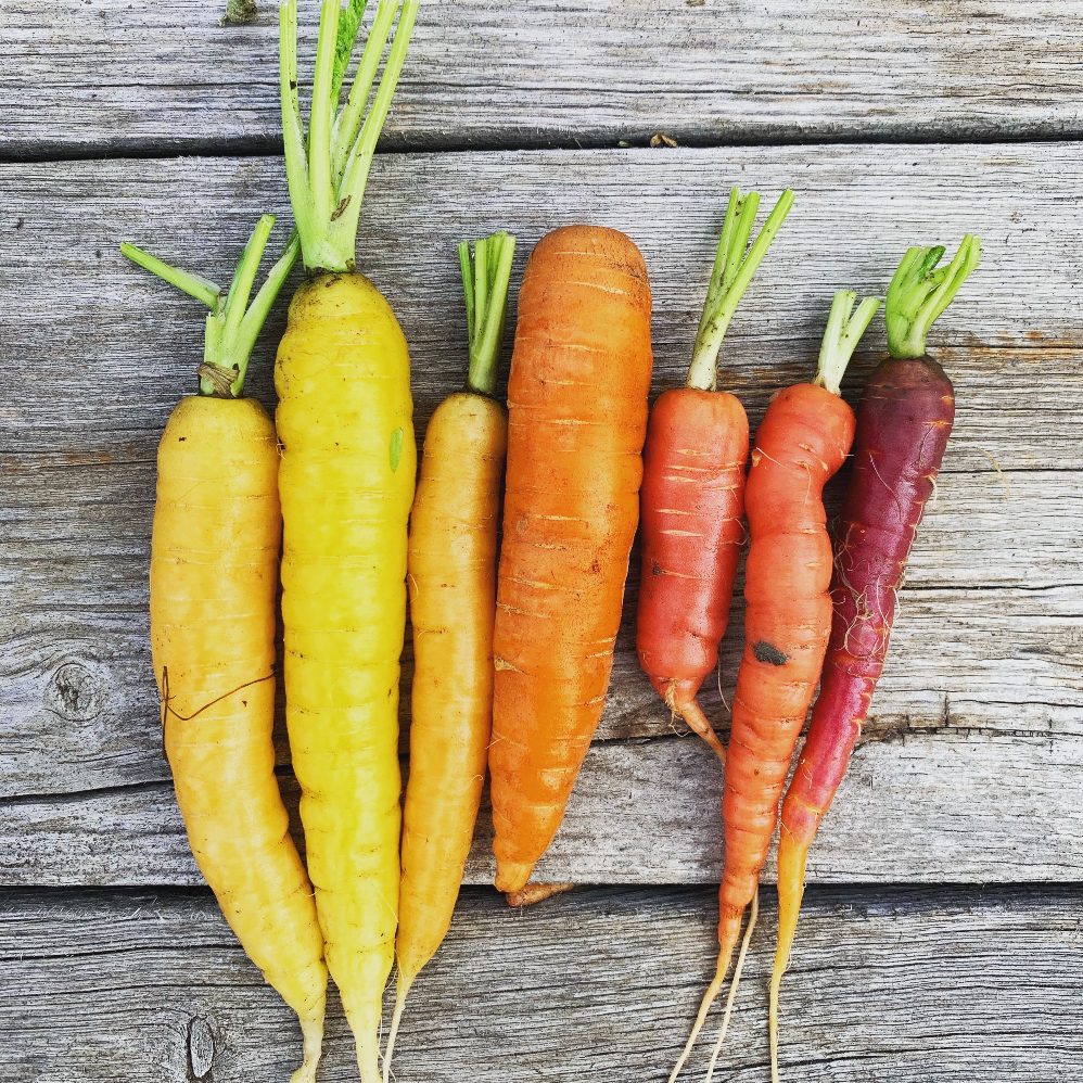 yellow, orange, and purple carrots on a wooden background