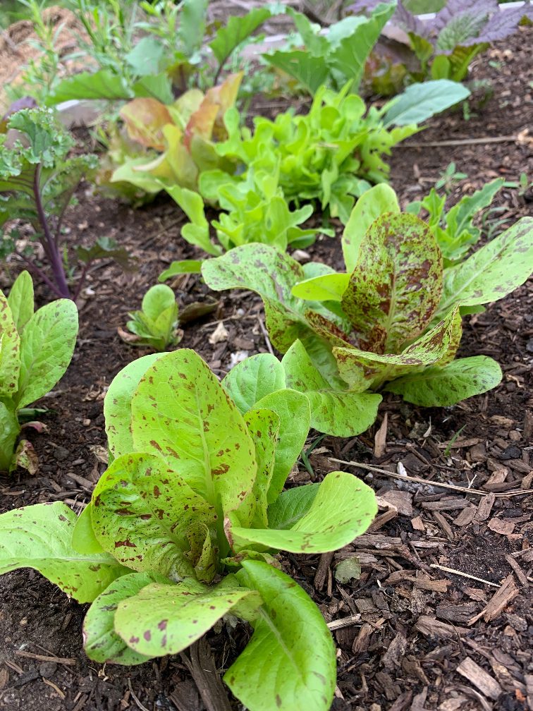 lettuce varieties in dirt