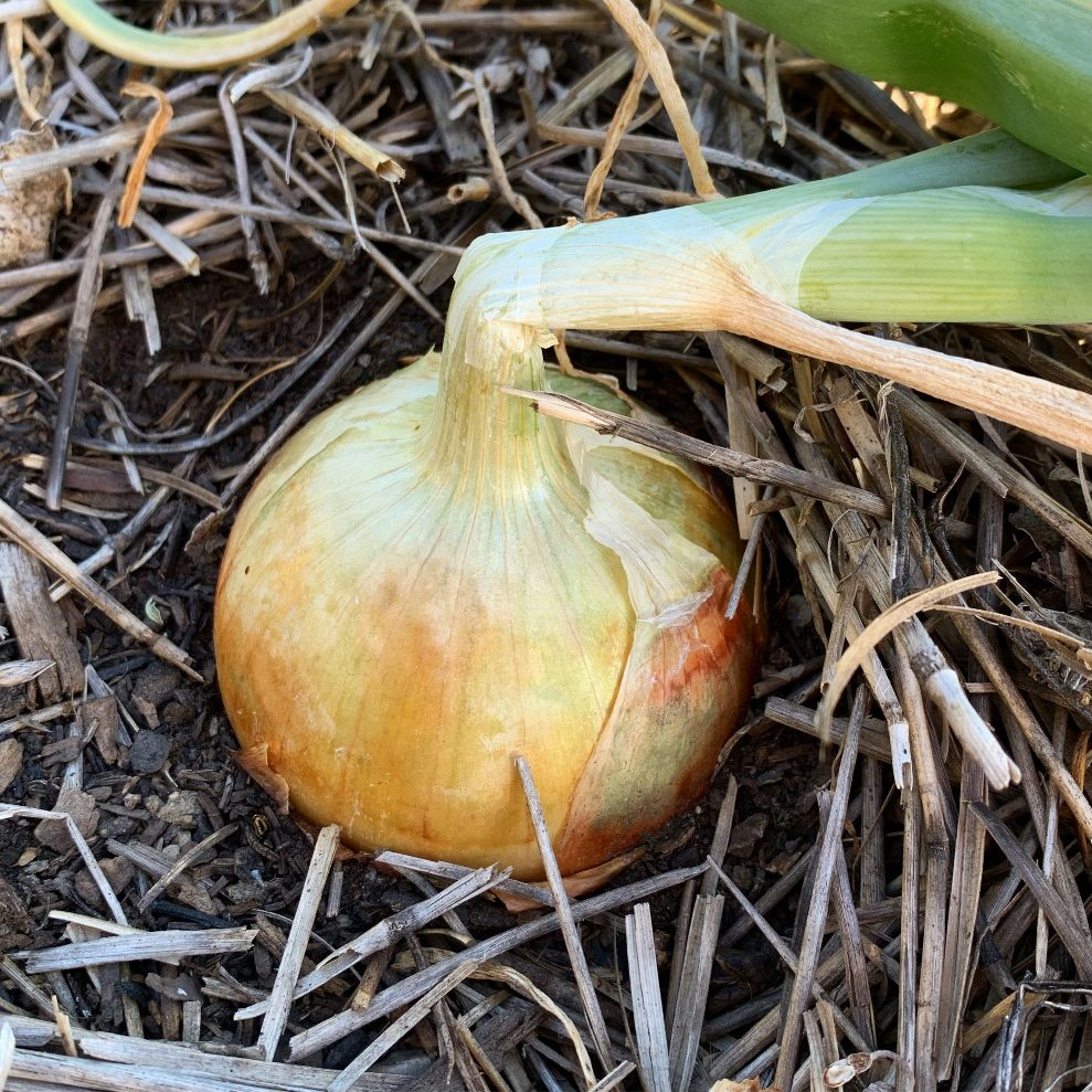 sweet onion in a pile of chipped wood