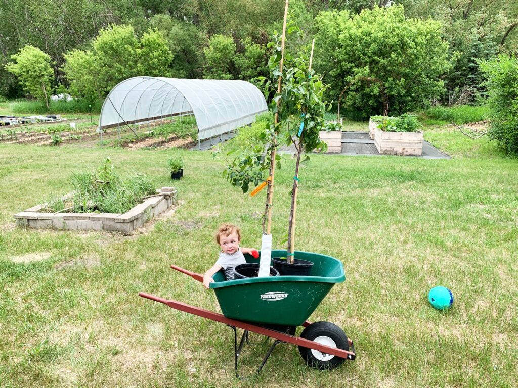 toddler in a wheel barrel with orchard behind
