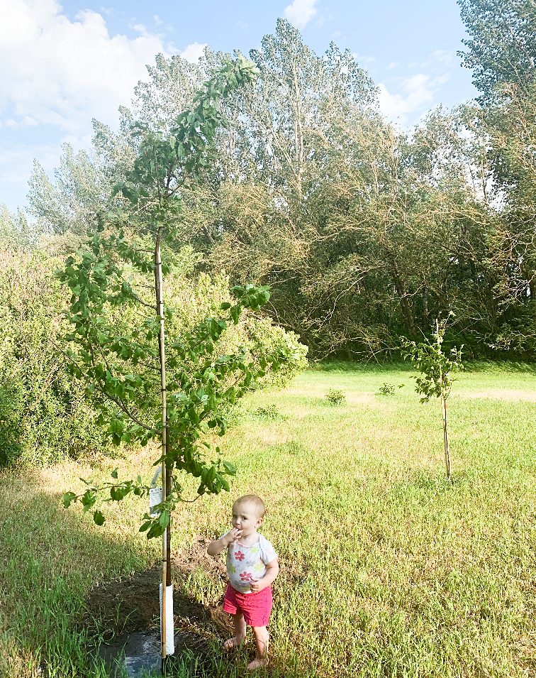 toddler next to a young fruit tree