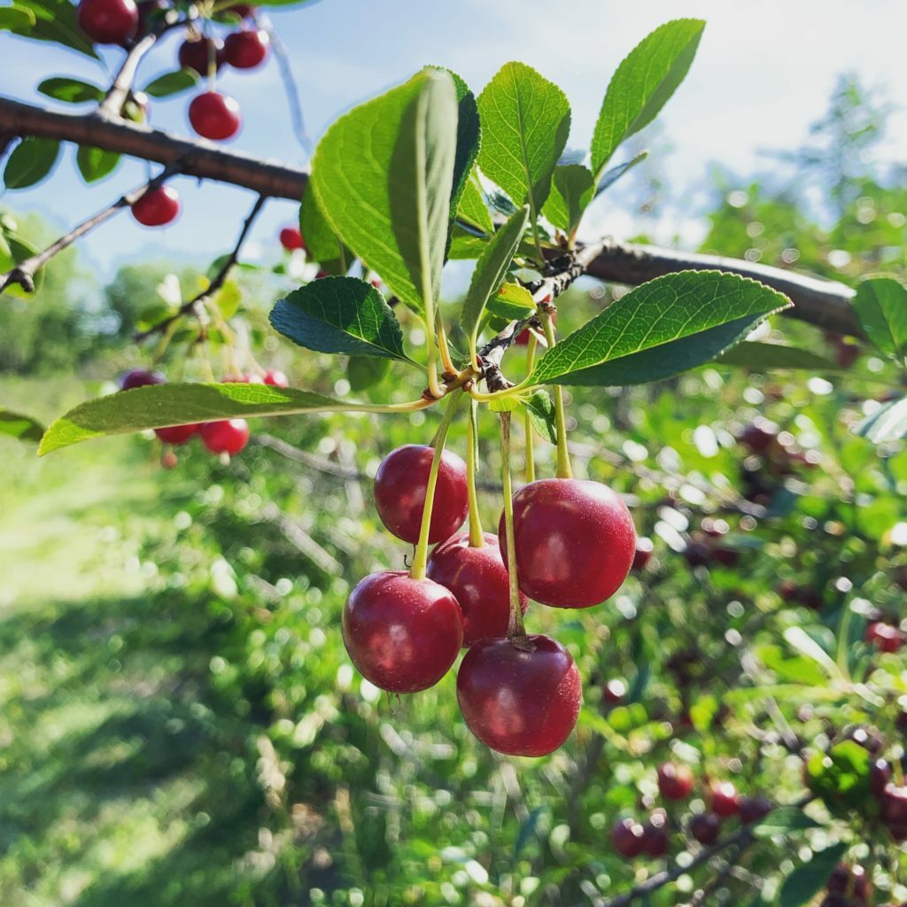 sour cherries hanging off branch with green leaves