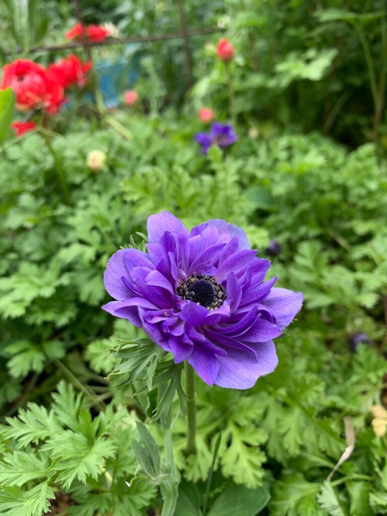 purple anemone with green leaves in background