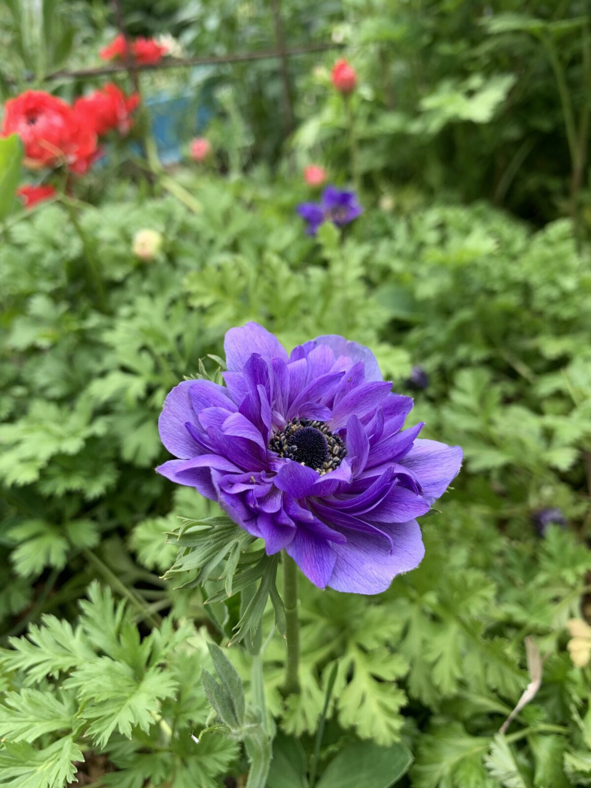 a close up of a purple perennial anemone blossom