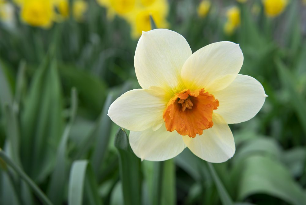 White Narcissus Flower On Flowerbed In Garden. Single Daffodil
