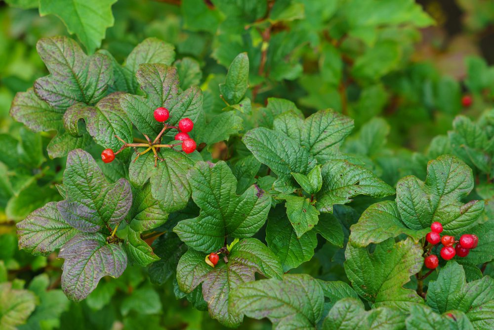 Mountain currant or alpine currant (ribes alpinum) - leaves and fruits.. Close-up