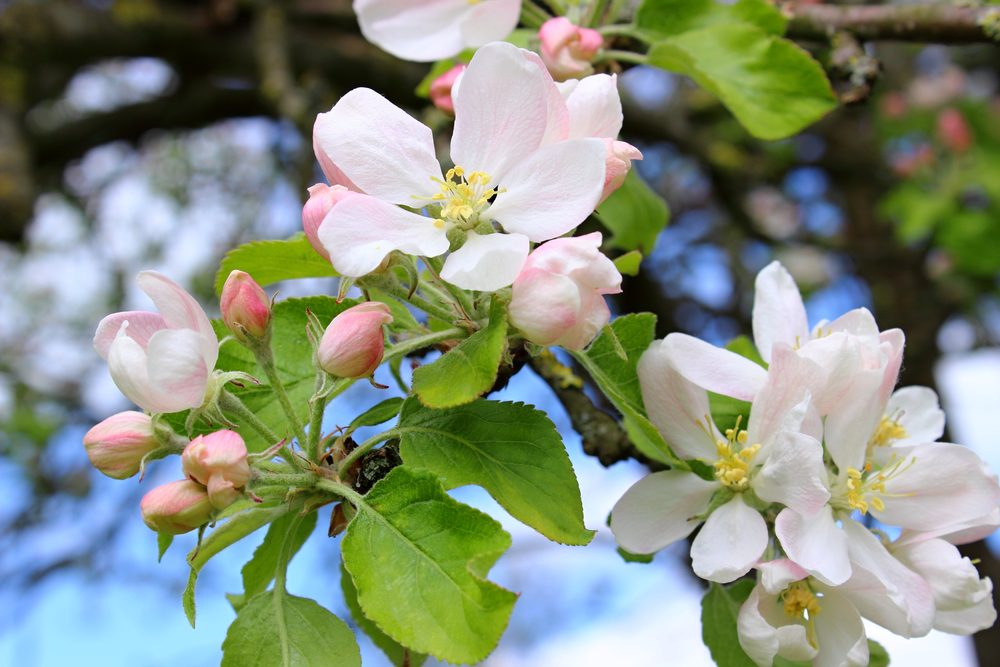 White and pink blossoms on a branch of an apple tree 