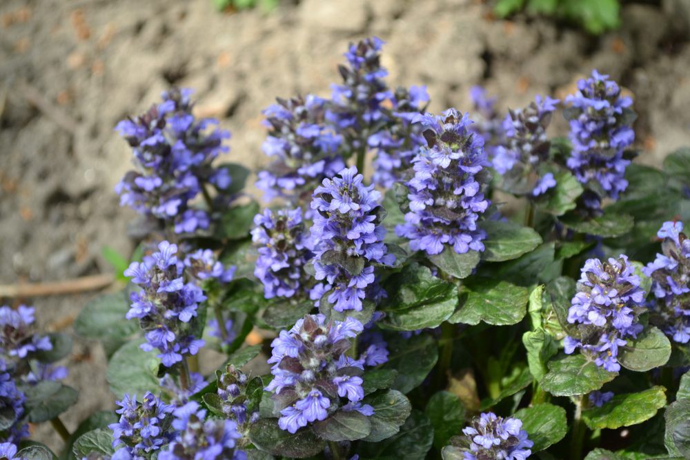 purple bugleweed in bloom