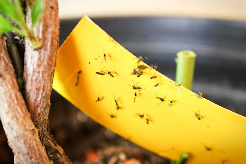 Closeup of fungus gnats being stuck to yellow sticky tape.