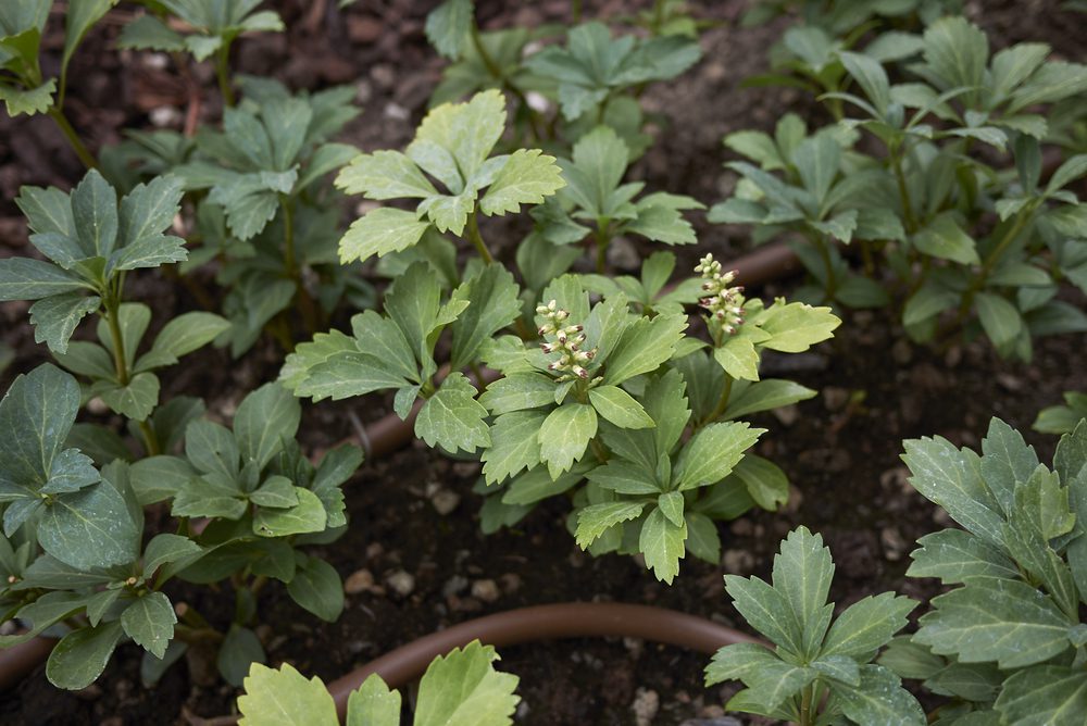 the green leaves of a japanese spurge plant bursting out of brown soil