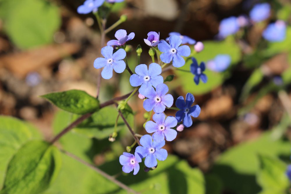 a close up of small purple flowers