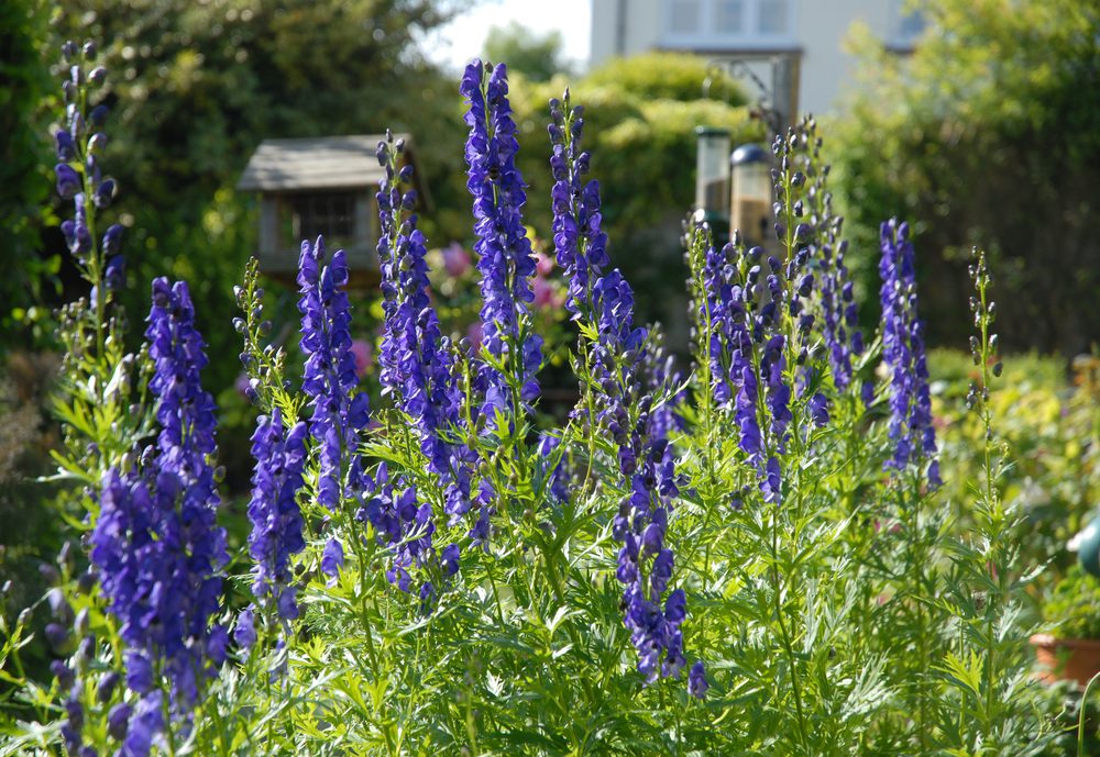 several blooming purple monkshood in front of bird feeders