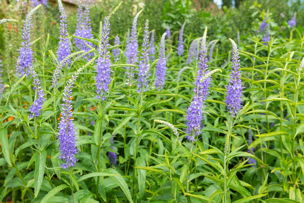 Close up of garden Speedwell or Veronica flowers in bloom.