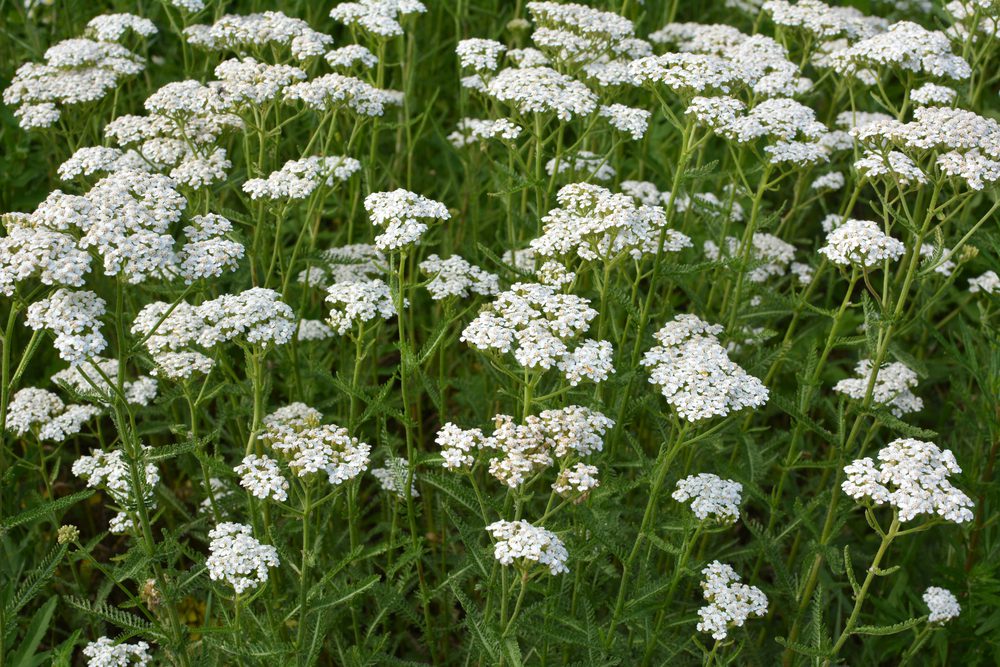 white yarrow blooms in the wild among grasses