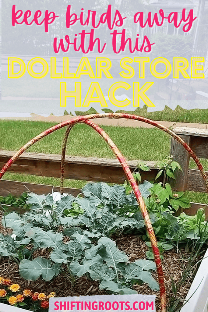 The Dollar Store Hack to Keep Birds Away from Your Garden Shifting Roots