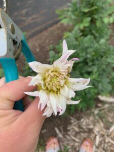 3 Ways to Get Rid of Thrips (Plus 1 Method I Haven't Tried) Shifting