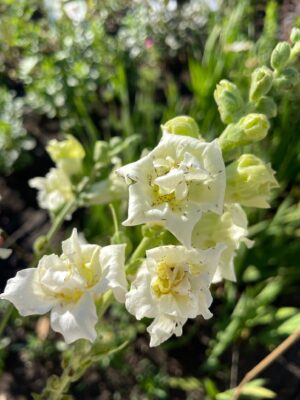 3 Ways to Get Rid of Thrips (Plus 1 Method I Haven't Tried) Shifting