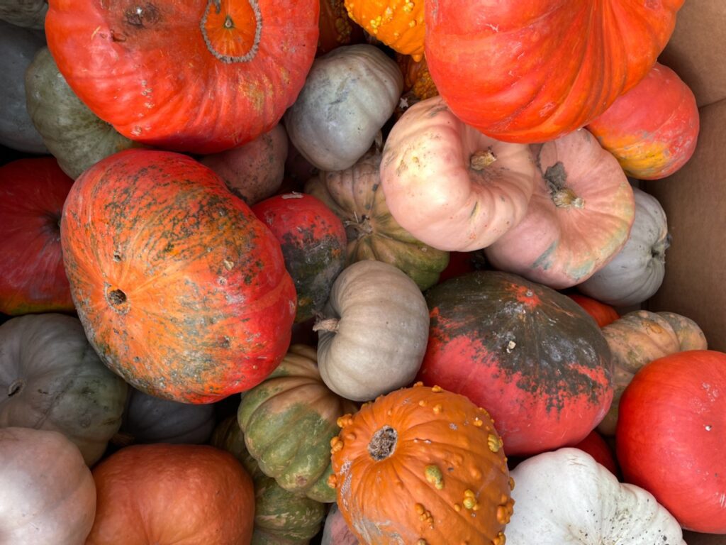 A mixture of heirloom pumpkins in a variety of sizes and colours.