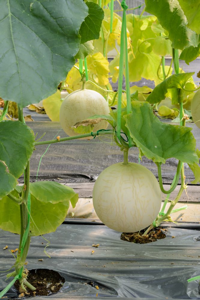 Honeydew melon or Cantaloupe fruit on its tree